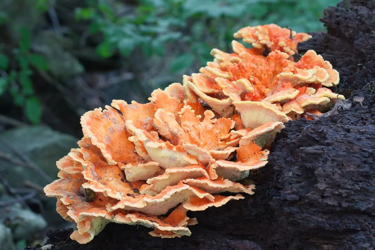 Chicken of the Woods